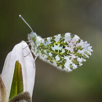 ORANGE-TIP BUTTERFLY ROOSTING ON MAGNOLIA BUD by Christine Maughan