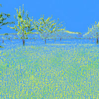 ORCHARD IN BLUE by Graham Duro