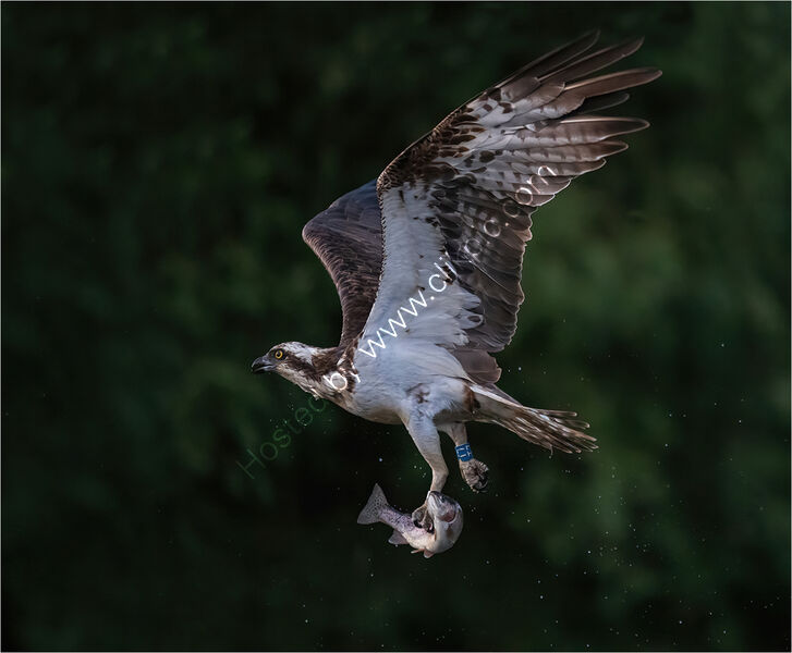 OSPREY WITH CATCH by Stephen Moorcroft