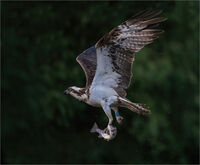 OSPREY WITH CATCH by Stephen Moorcroft
