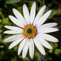 OSTEOSPURMUM by Chris Hall
