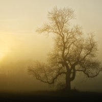 OUT OF A MISTY MORN By Wayne Churchill