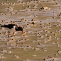 OYSTER CATCHER FEEDING by Derrick Tuplin