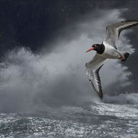 OYSTER CATCHER IN STORM by David White