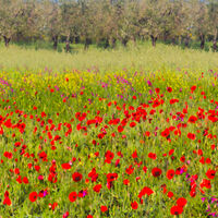PAINTED POPPIES by Ashley Franklin