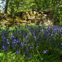 PATH THROUGH THE BLUEBELLS by Mark Constable