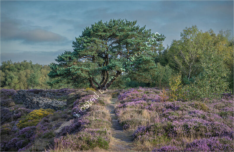 PATH THROUGH THE MORNING HEATHER by Chris Greaves
