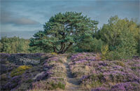 PATH THROUGH THE MORNING HEATHER by Chris Greaves