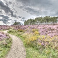 PATH TO MOTHER CAP, HEATHERSAGE by Peter Ward