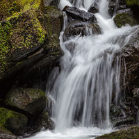 PEACEFUL GLADE by Brenda Howard