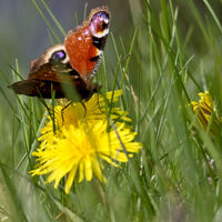 PEACOCK BUTTERFLY AT CHATSWORTH by Stanley J Annable