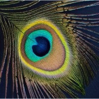 PEACOCK FEATHER by Sue Swain