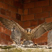 PEREGRINES CLOSE TO FLEDGING by Stanley J Annable