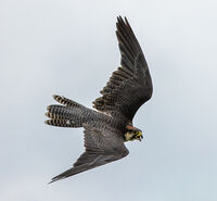 PEREGRINE FALCON by Mike Arblaster