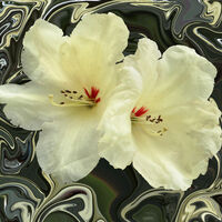 PETALS AND SWIRLS by Gillian Foulds