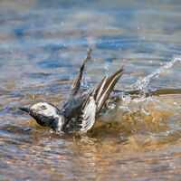 PIED WAGTAIL BATHING by Sarah Middleton