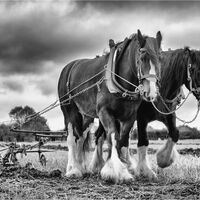 PLOUGHING A STRAIGHT FURROW
