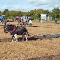 PLOUGHING FESTIVAL by Malcolm Neal