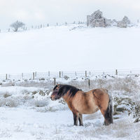 PONY IN THE SNOW By Michael Mears