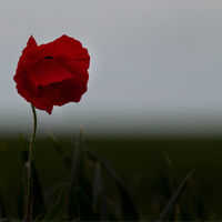 POPPY by Malcolm Sargent