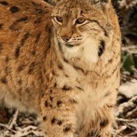 PORTRAIT OF A EUROPEAN LYNX by Keith Bunyan