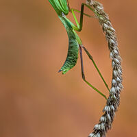 PRAYING MANTIS ON EAR OF WHEAT by Tony Barker