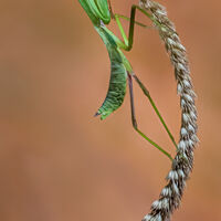 PRAYING MANTIS ON EAR OF WHEAT by Tony Barker