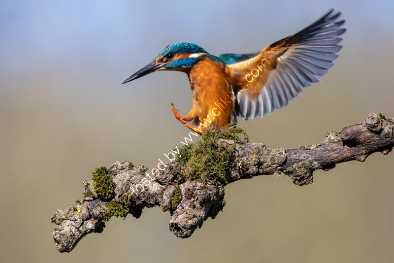 PRECISION LANDING by Mike Arblaster