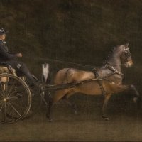PRIVATE DRIVING by Judi Neachell