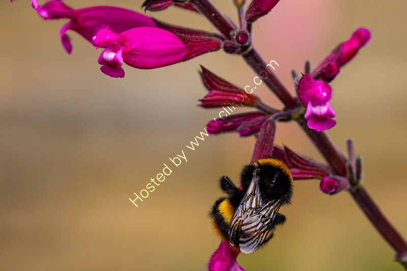 PROFESSIONAL POLLEN THIEF by Ian Middup