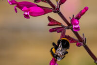 PROFESSIONAL POLLEN THIEF by Ian Middup