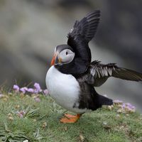PUFFIN, WINGS UP by Peter Dishart