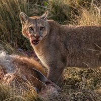 PUMA ON A KILL by Christine Maughan