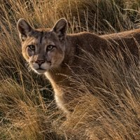 PUMA ON THE PROWL by Christine Maughan