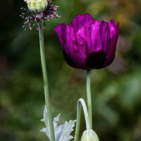 PURPLE POPPY by Malcolm Sargent