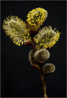 PUSSY WILLOW by Malcolm Sargent