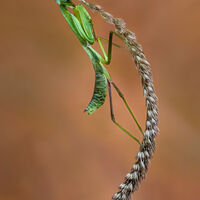 PRAYING MANTIS ON EAR OF WHEAT