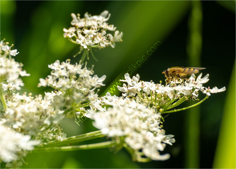 QUEEN ANNE'S LACE by Chris Nightingale
