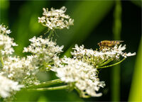 QUEEN ANNE'S LACE by Chris Nightingale