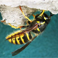 QUEEN WASP CONSTRUCTING NEST by Sue Swain