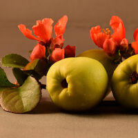 QUINCE AND BLOSSOM by Malcolm Sargent