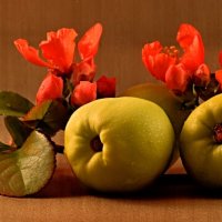 QUINCE AND FLOWERS by Malcolm Sargent
