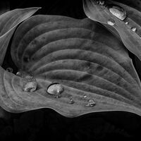 RAIN DROPS ON HOSTA by Malcolm Sargent