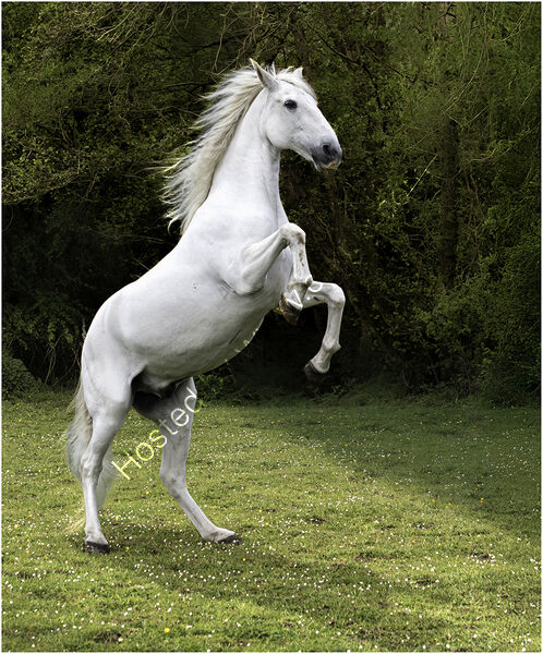 READY TO RUN by Chris Greaves