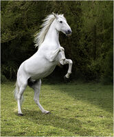 READY TO RUN by Chris Greaves