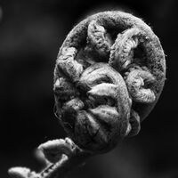 READY TO UNFURL by David Harrison