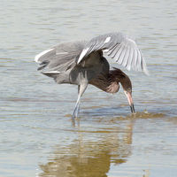 REDDISH EGRET HOODING PREY by Gill Dishart