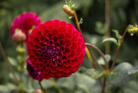 RED DAHLIA by Dave James