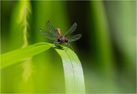 RED DAMSEL by Chris Nightingale