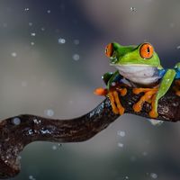 RED EYED TREE FROG IN JUNGLE by Martin Vaughan